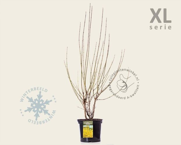 Forsythia intermedia 'Spectabilis' - XL