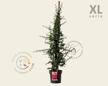 Pyracantha  coccinea 'Red Column' - XL