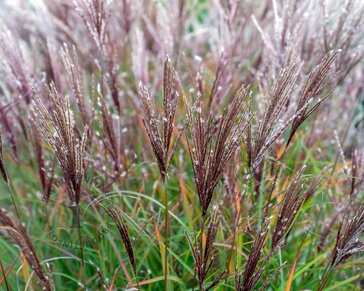 Miscanthus sinensis 'Ferner Osten' - XL
