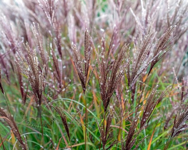 Miscanthus sinensis 'Ferner Osten' - XL