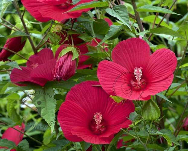 Hibiscus moscheutos 'Oak Red' - XXL