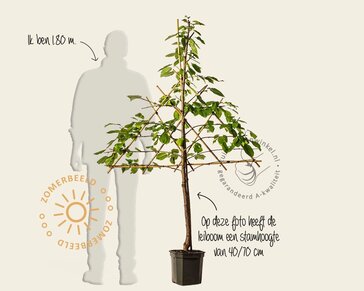 Prunus avium 'Regina' - lei-vorm