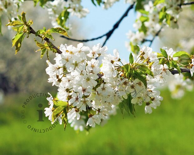 Prunus avium 'Regina' - lei-vorm