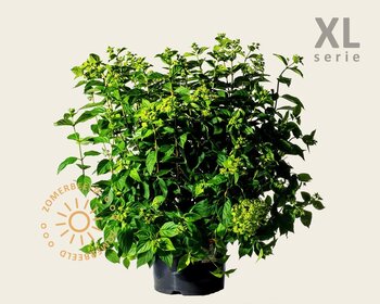 Hydrangea paniculata 'Little Lime' - XL