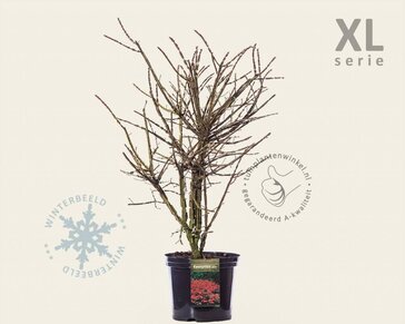 Euonymus alatus - XL