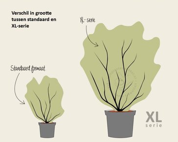 Euonymus alatus - XL