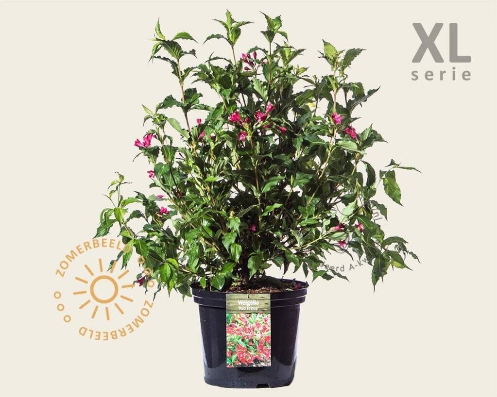 Weigela florida 'Red Prince' - XL