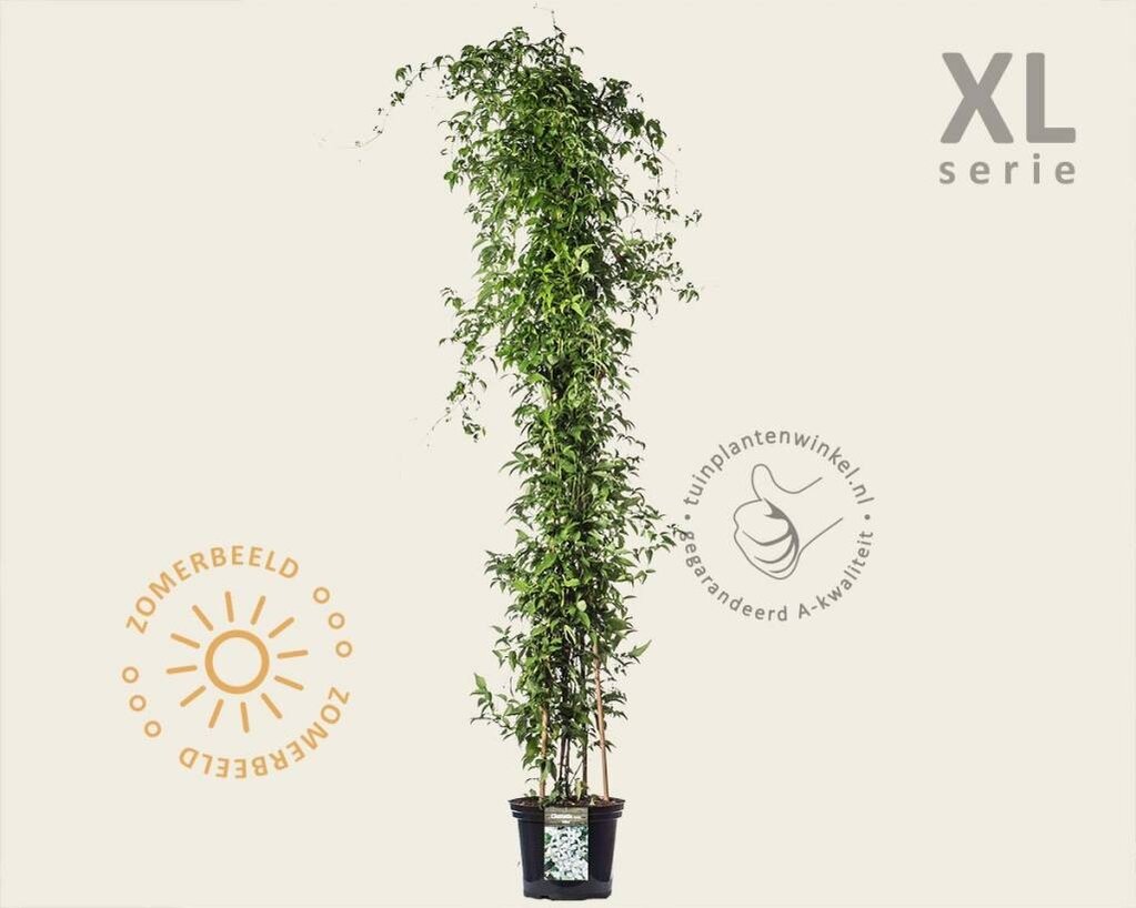 Clematis montana 'Grandiflora' - XL
