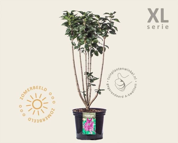 Syringa vulgaris 'Charles Joly' - XL