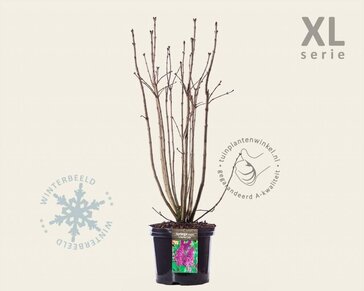 Syringa vulgaris 'Charles Joly' - XL