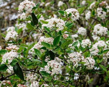 Viburnum carlesii - XL