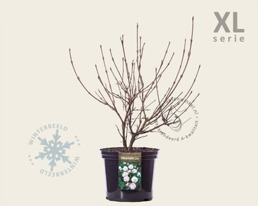 Viburnum carlesii - XL