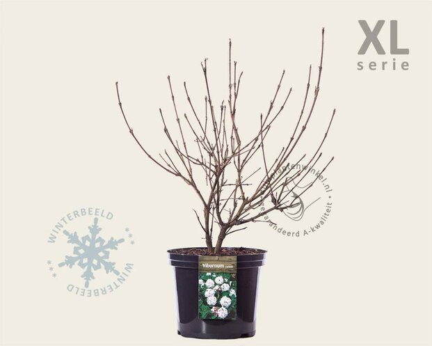 Viburnum carlesii - XL