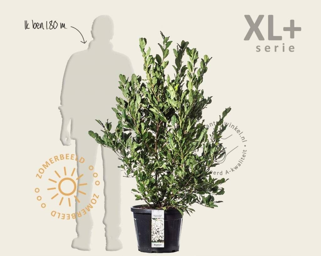 Magnolia stellata - XL+