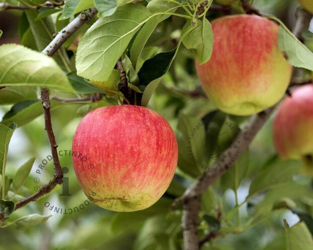 Malus domestica 'Jonagold' - halfstam