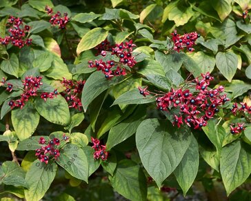 Clerodendrum trichotomum - XL+