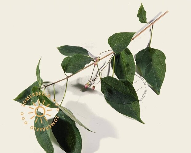 Clerodendrum trichotomum - XL+