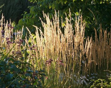 Calamagrostis acutiflora 'Karl Foerster' - XL