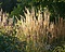 Calamagrostis acutiflora 'Karl Foerster' - XL Foto 2