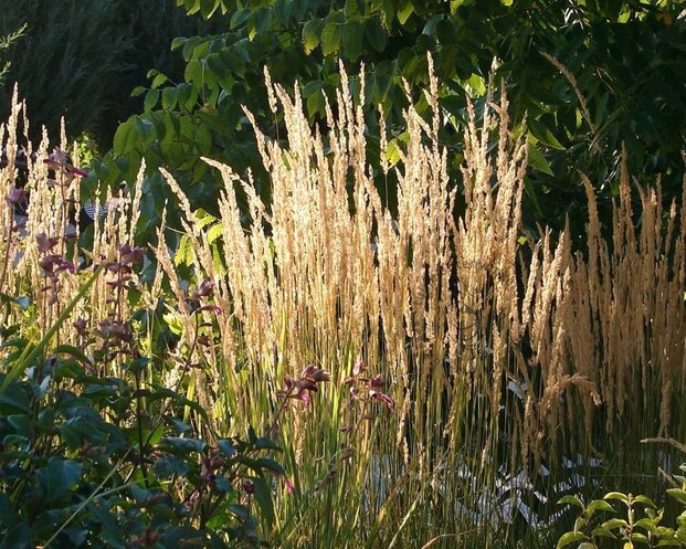Calamagrostis acutiflora 'Karl Foerster' - XL