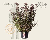 Physocarpus opulifolius 'Lady in Red' - XL+
