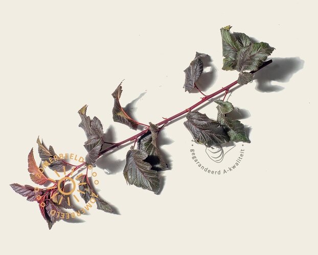 Physocarpus opulifolius 'Lady in Red' - XL+