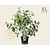 Viburnum plicatum 'Kilimandjaro' - XL