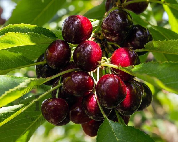 Prunus avium 'Lapins' - laagstam