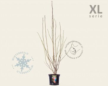 Magnolia 'Heaven Scent' - XL