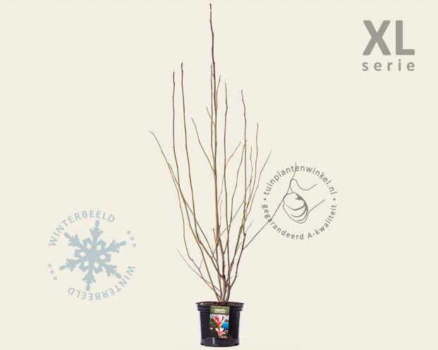 Magnolia 'Heaven Scent' - XL