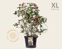 Viburnum opulus 'Compactum' - XL