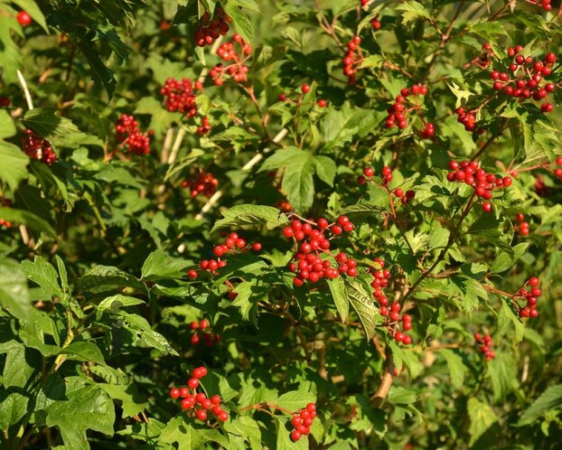 Viburnum opulus 'Compactum' - XL