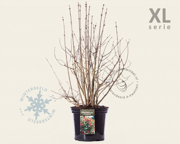 Viburnum opulus 'Compactum' - XL