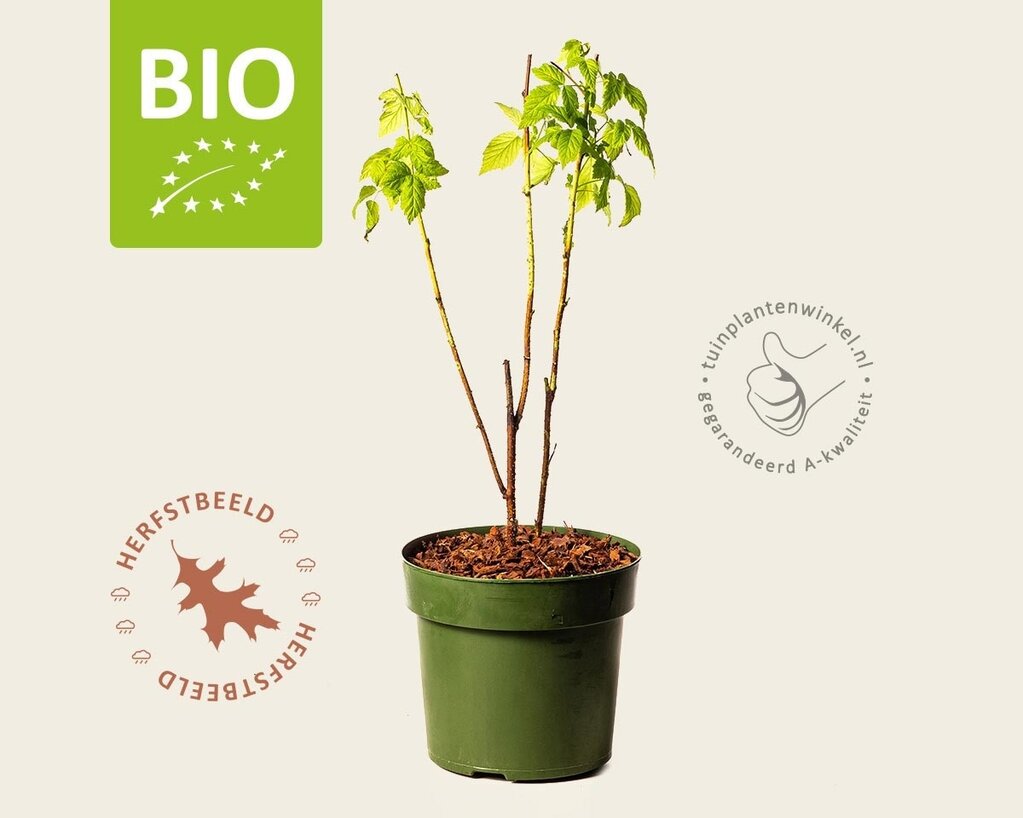 Rubus idaeus Lowberry 'Good As Gold' - BIO