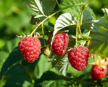 Rubus idaeus 'Zefa Herbsternte'