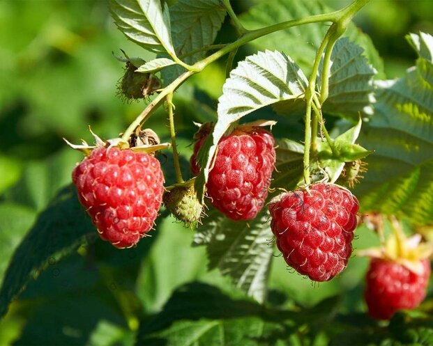 Rubus idaeus 'Zefa Herbsternte'