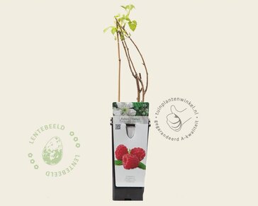 Rubus idaeus 'Zefa Herbsternte'