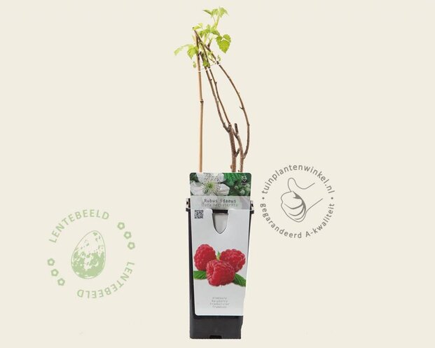 Rubus idaeus 'Zefa Herbsternte'