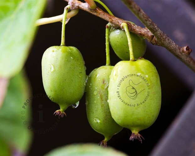 Actinidia arguta 'Issai'