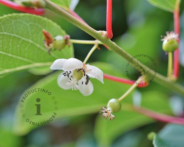 Actinidia arguta 'Issai'