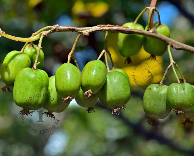 Actinidia arguta 'Issai'
