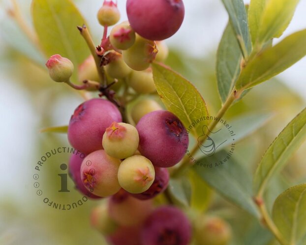 Vaccinium corymbosum 'Pink Berry'