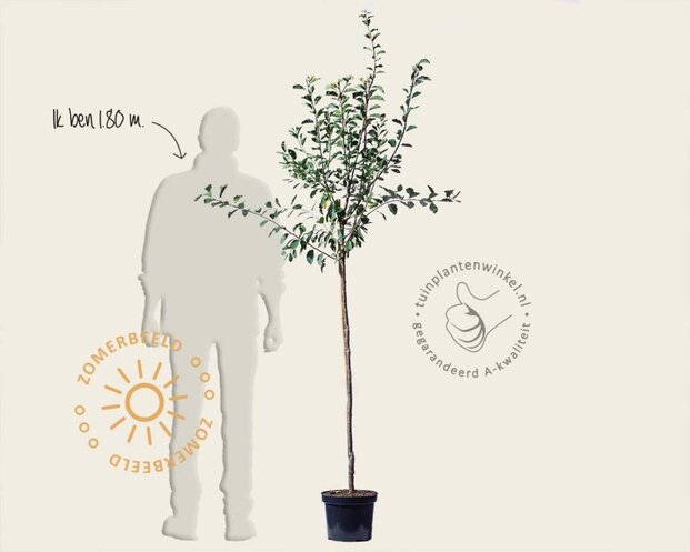 Prunus domestica 'Ontario' - halfstam