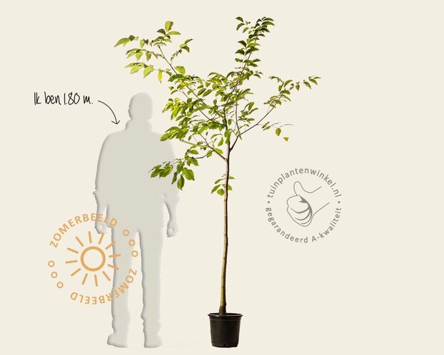 Juglans regia - halfstam