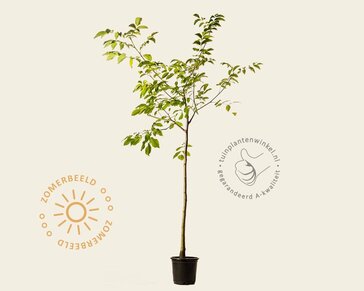 Juglans regia - halfstam