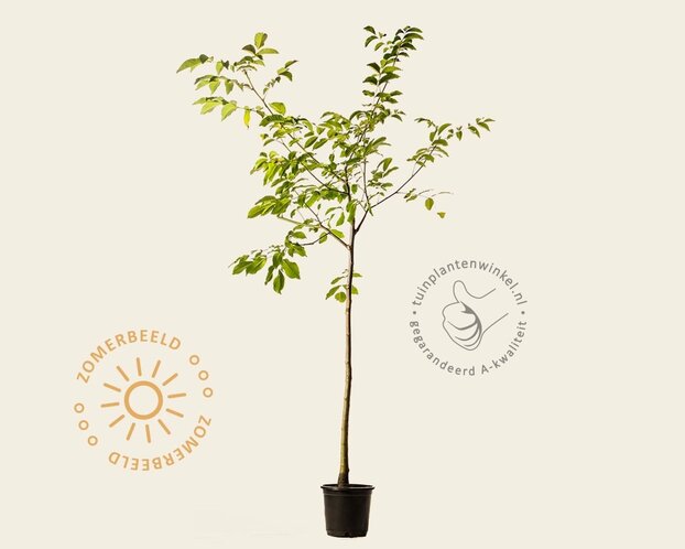 Juglans regia - halfstam