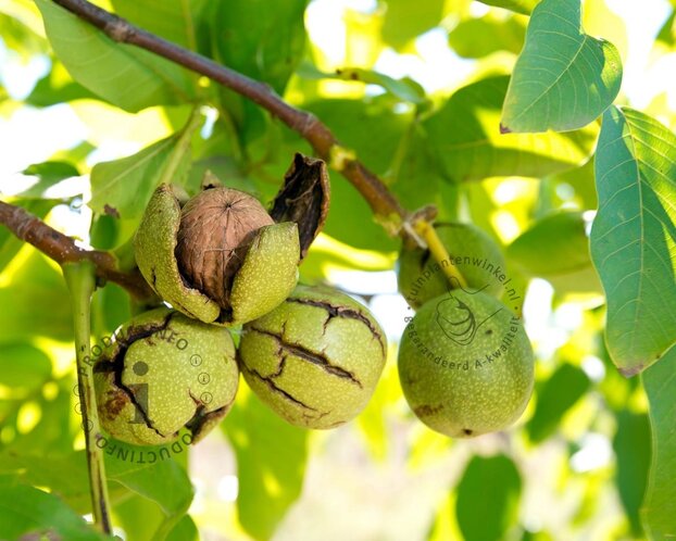 Juglans regia - halfstam