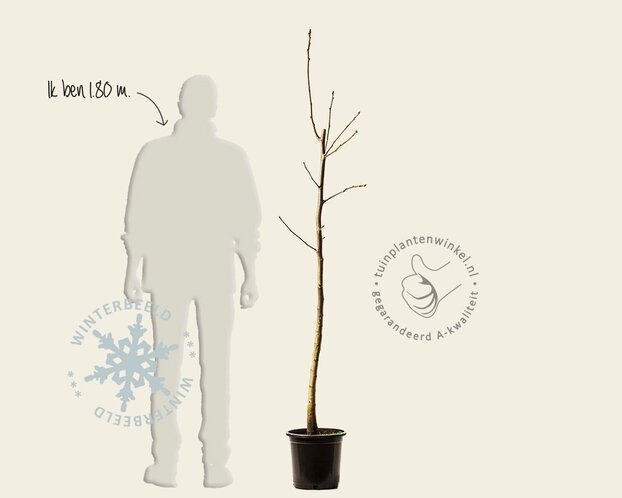 Juglans regia - halfstam