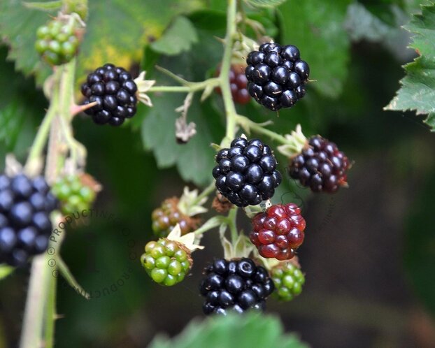 Rubus fruticosus 'Himalaya'