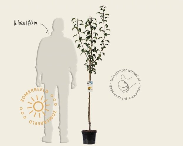 Pyrus communis 'Gieser Wildeman' - halfstam